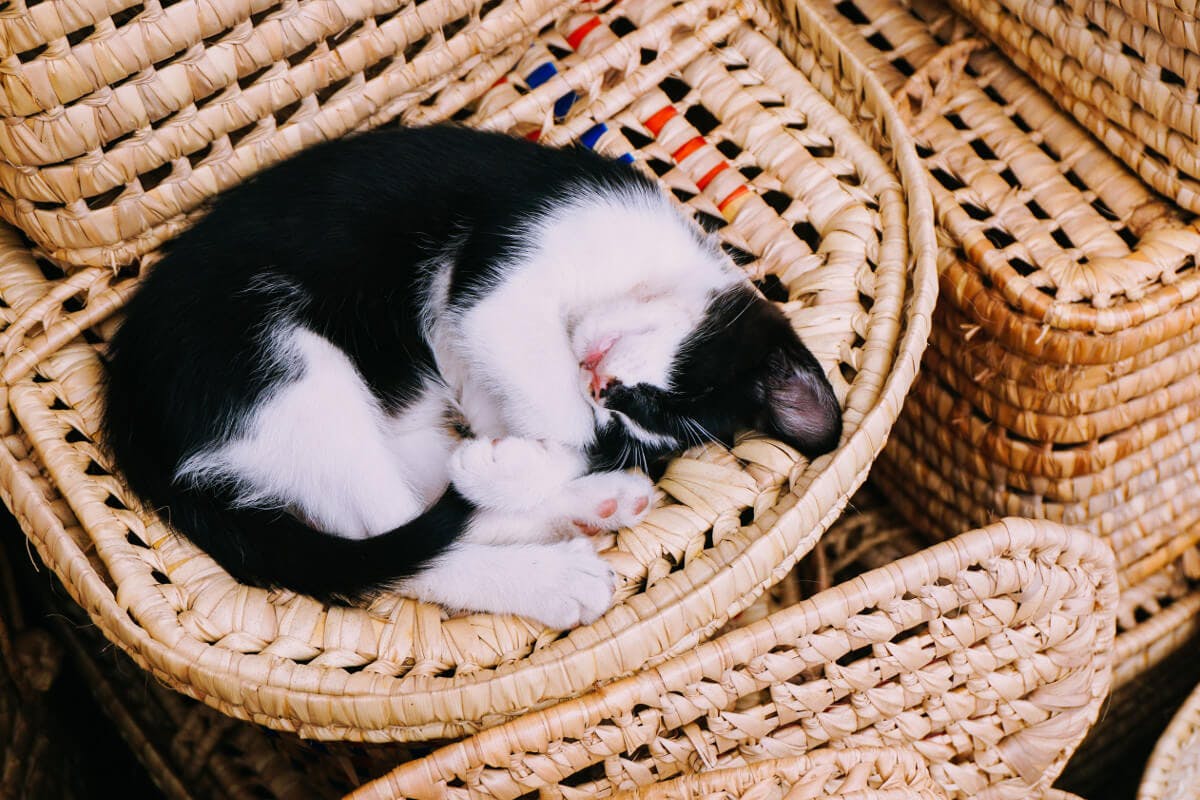 Schlafende Katze im Korb