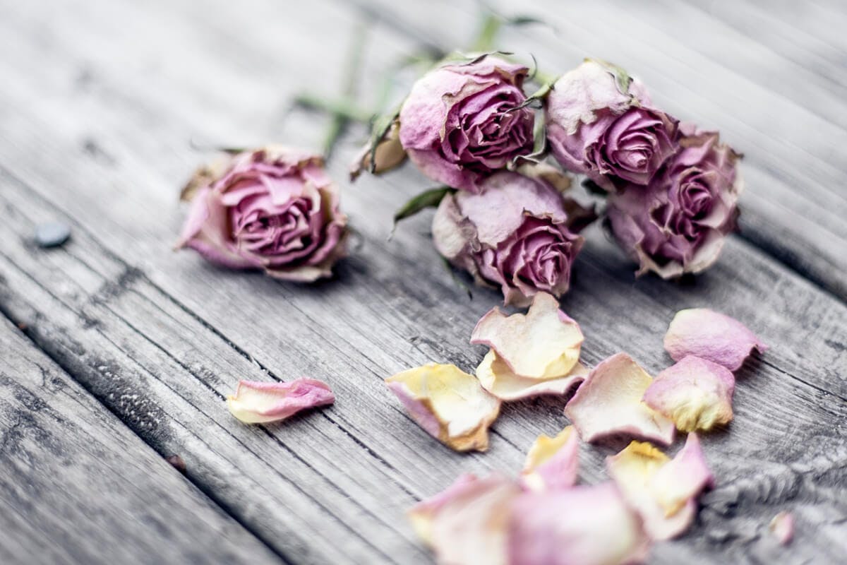 Oxidativer Stress lässt Blumen schneller verwelken.