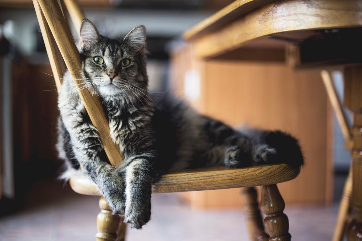 Muskelkater - oder die Tage danach. Katze sitzt auf Sessel