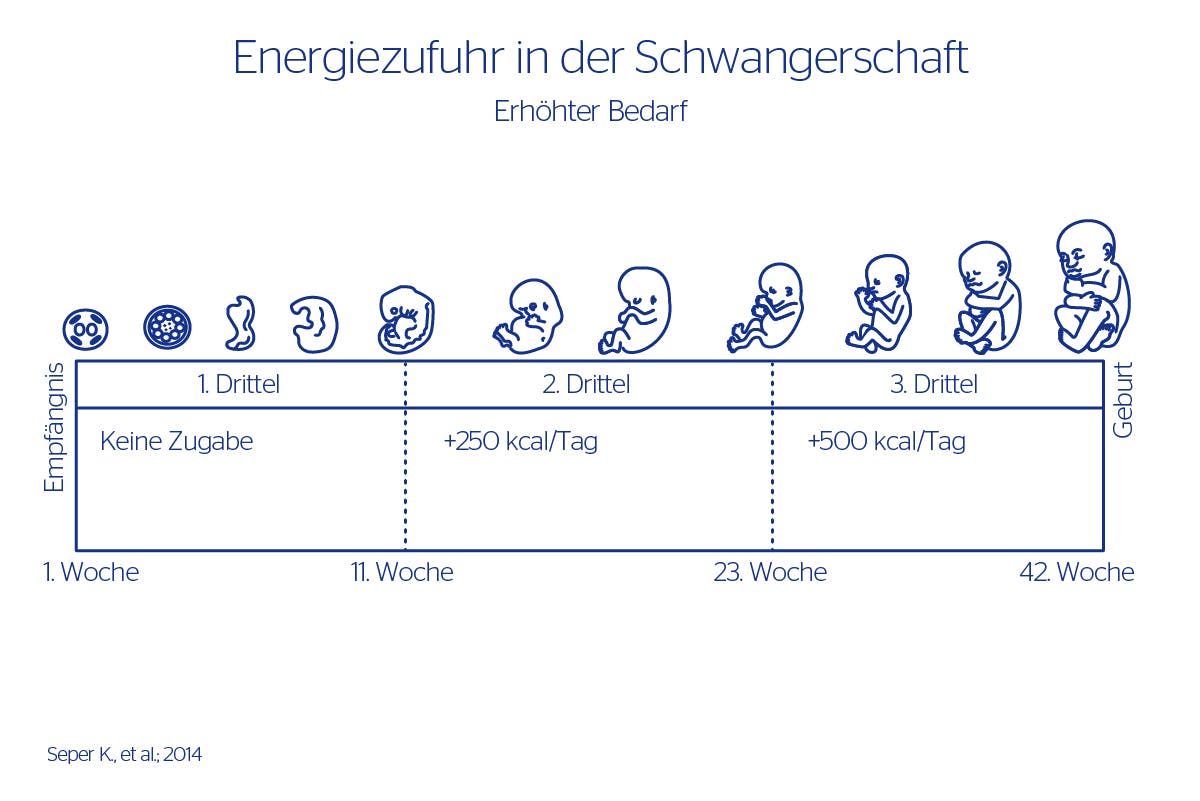 Energiezufuhr in der Schwangerschaft