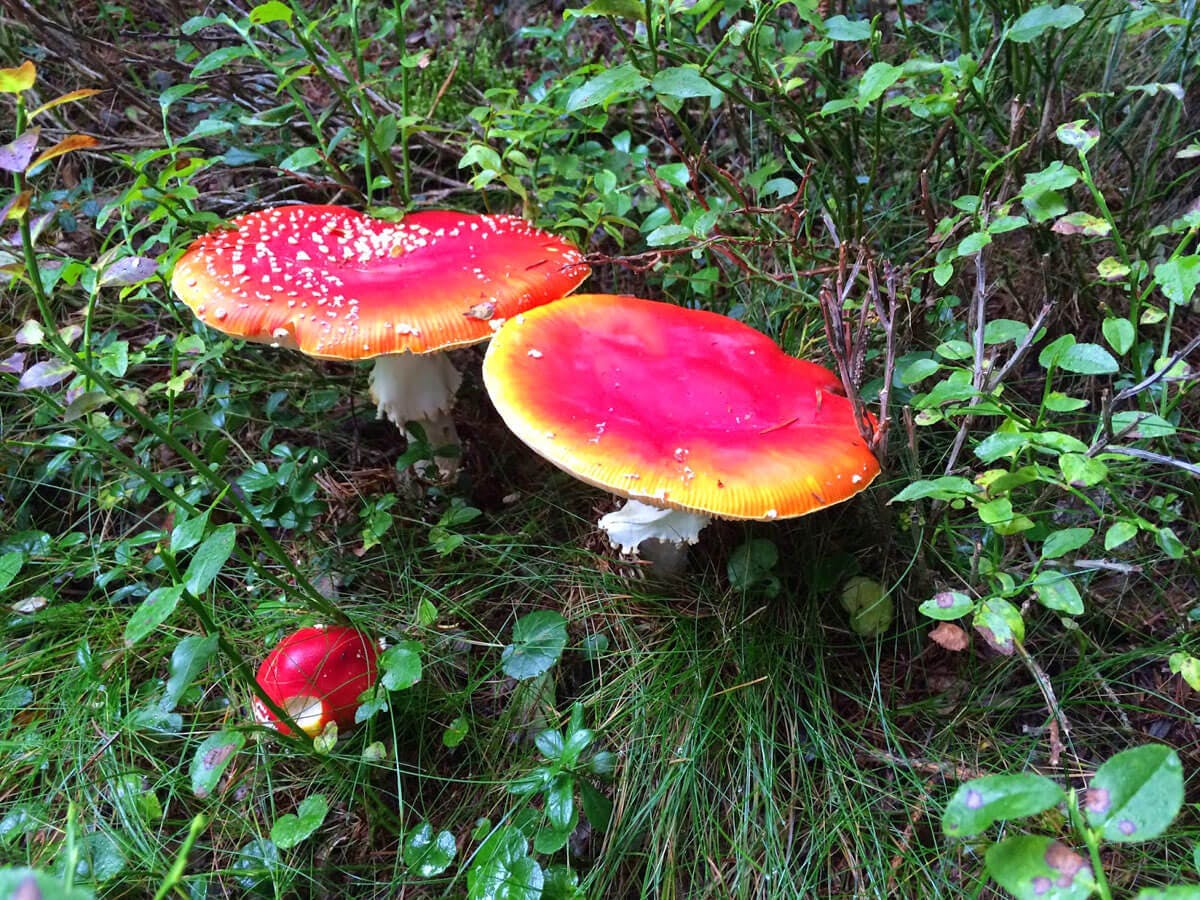 farbenfrohe Fliegenpilze