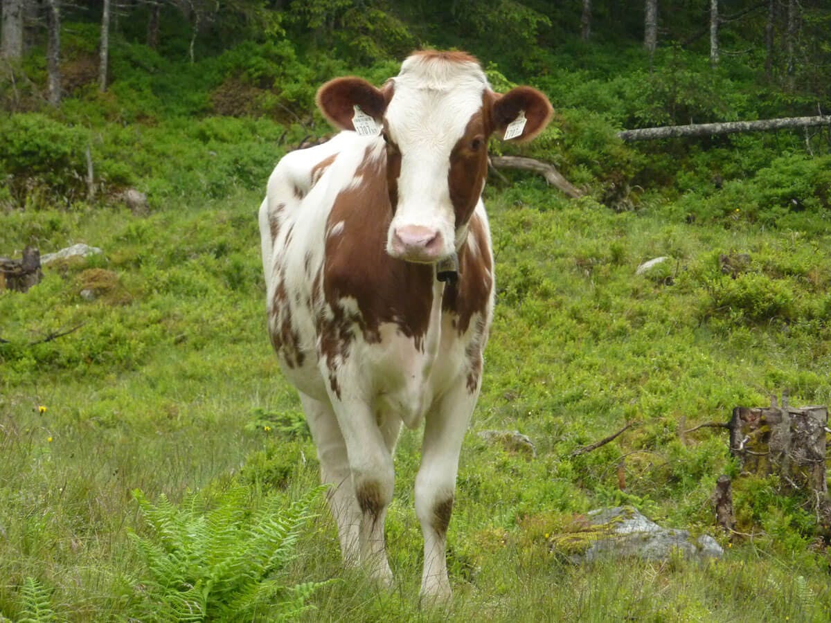 Kühe auf der Alm