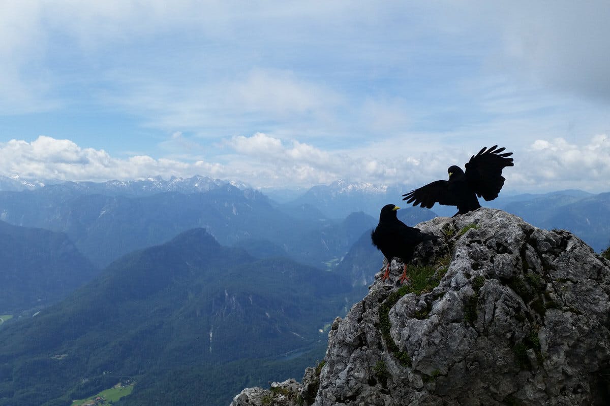 Auch Vögel kann man von Nahem bestaunen.