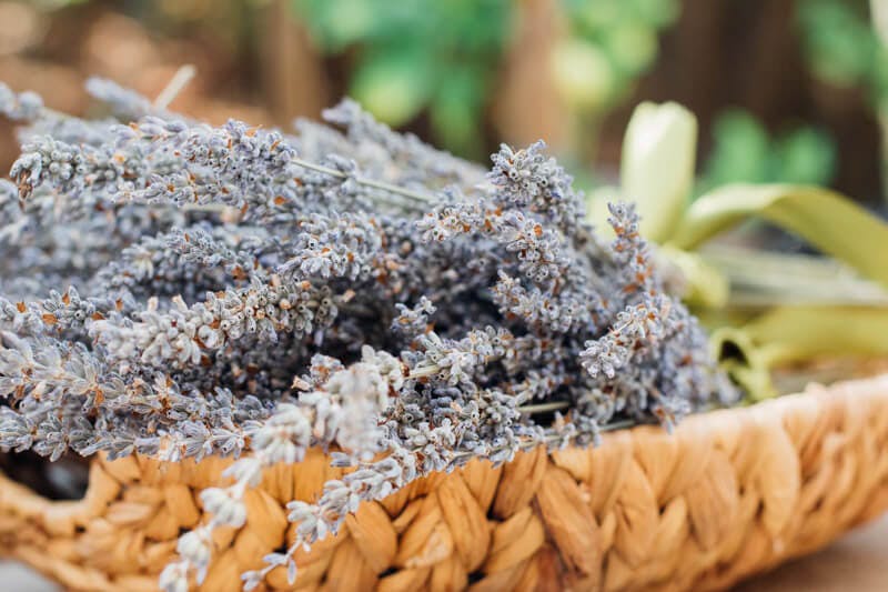 Aromatherapie als Stress Verordnung? Mit Lavendel lässt es sich besser Entspannen.