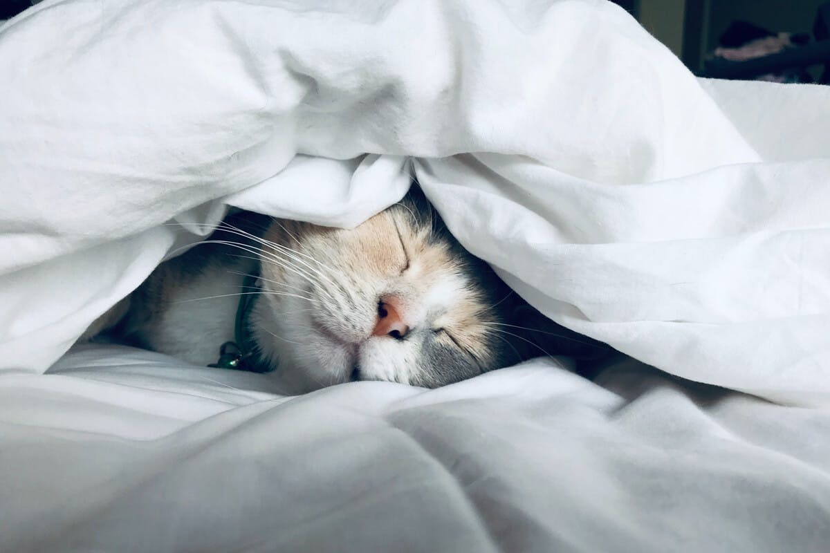 Katze schläft tief und fest