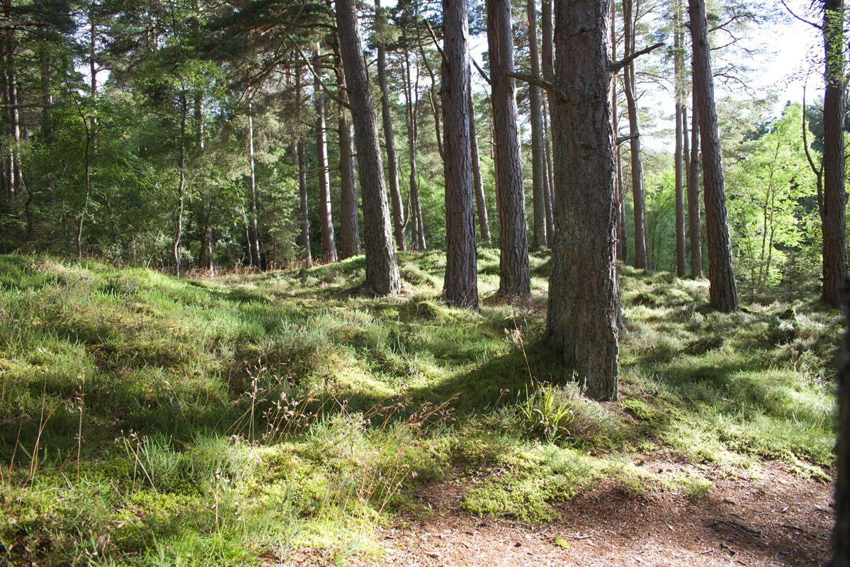 Die Natur wirkt positiv auf Körper und Geist, besonders im Wald