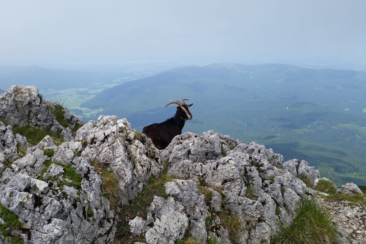 Sogar Steinböcke lassen sich bei einer Wanderung auf den Hochstaufen.