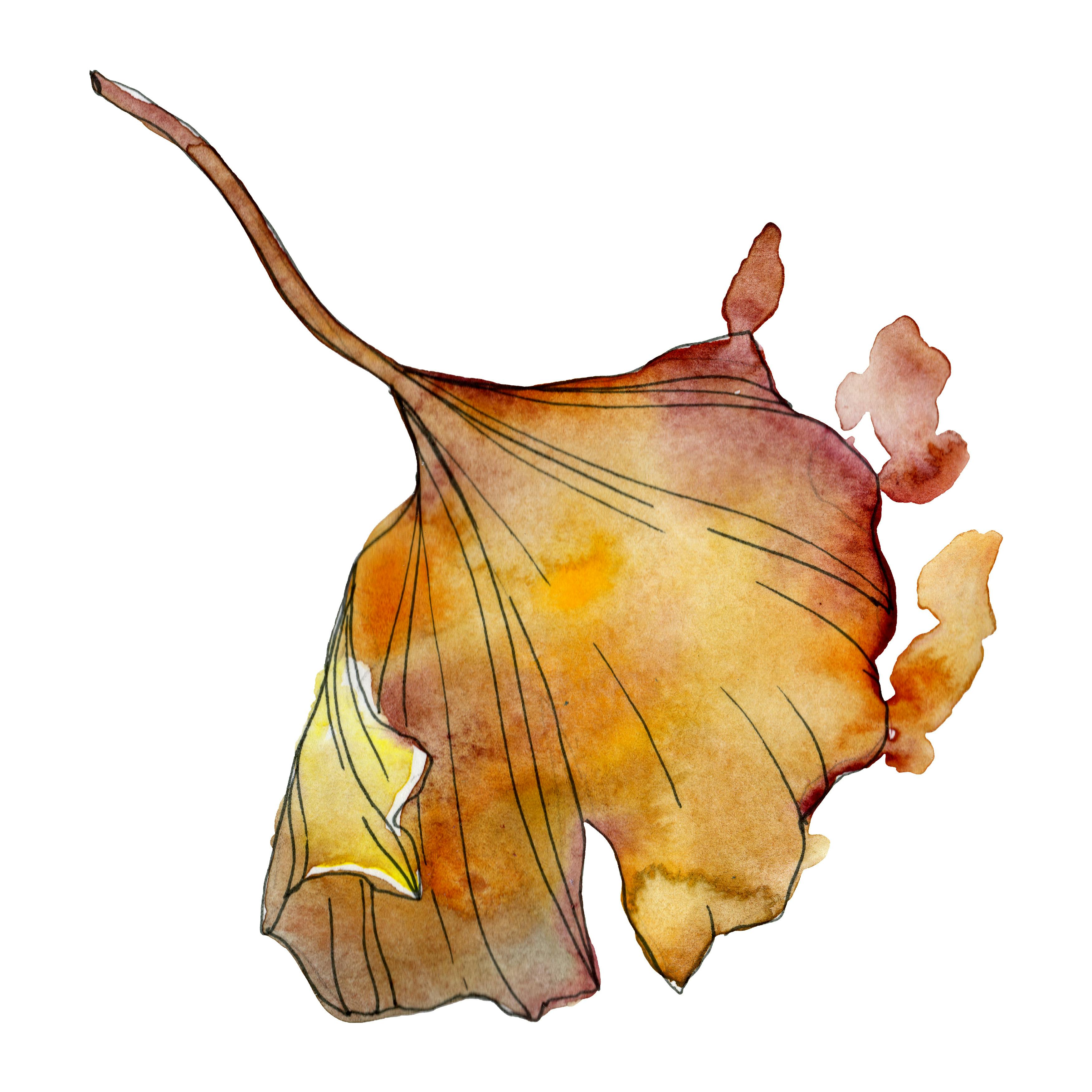 Ginkgo biloba orange Blätter
