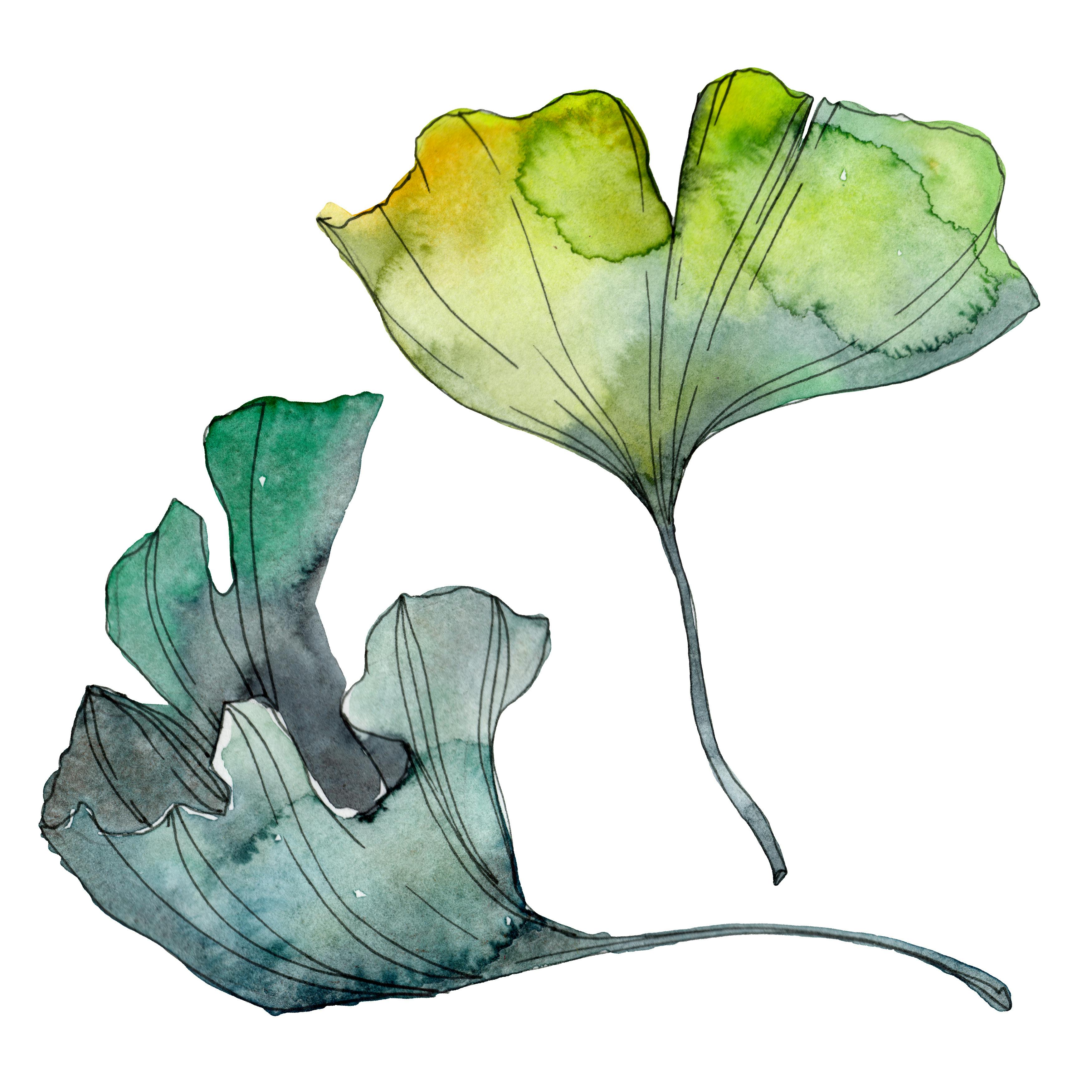 Ginkgo biloba grüne Blätter