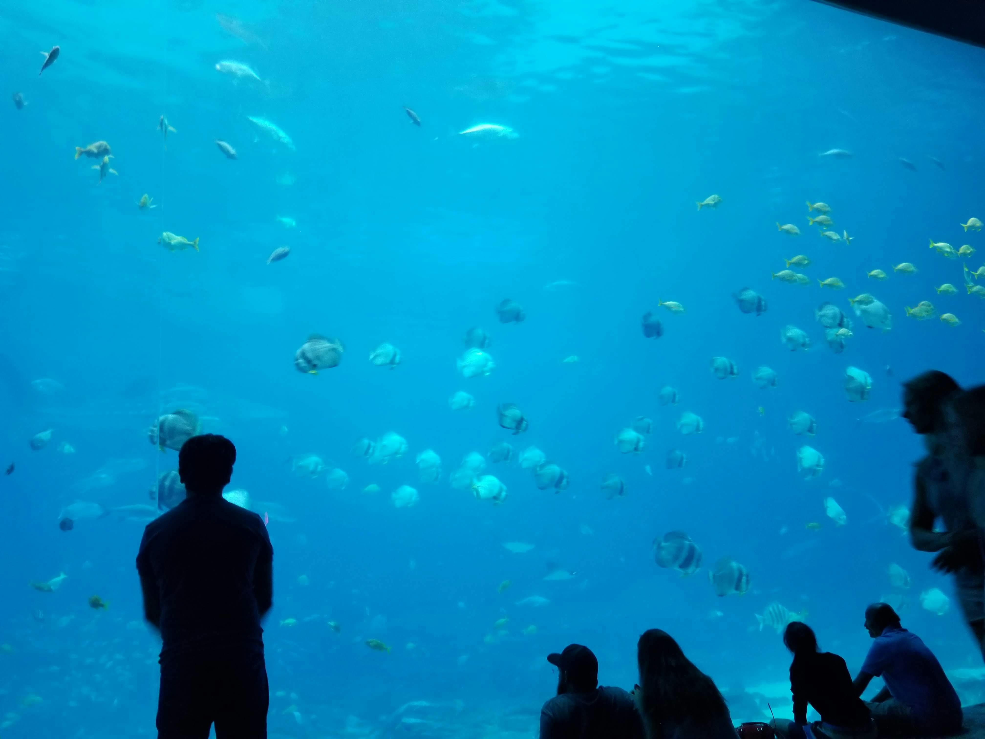 Shark view gallery at Georgia Aquarium