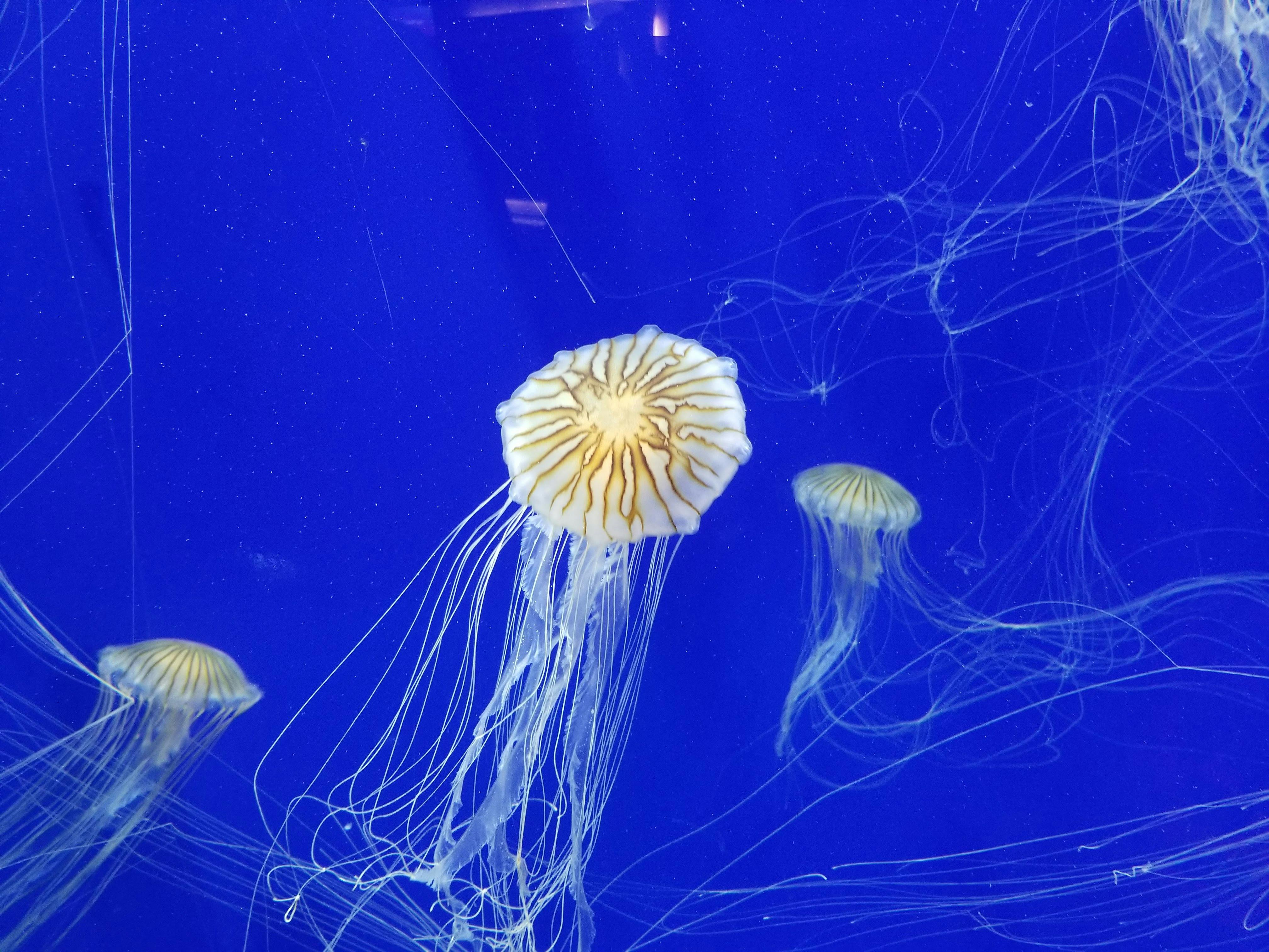 Jellyfish at Georgia Aquarium