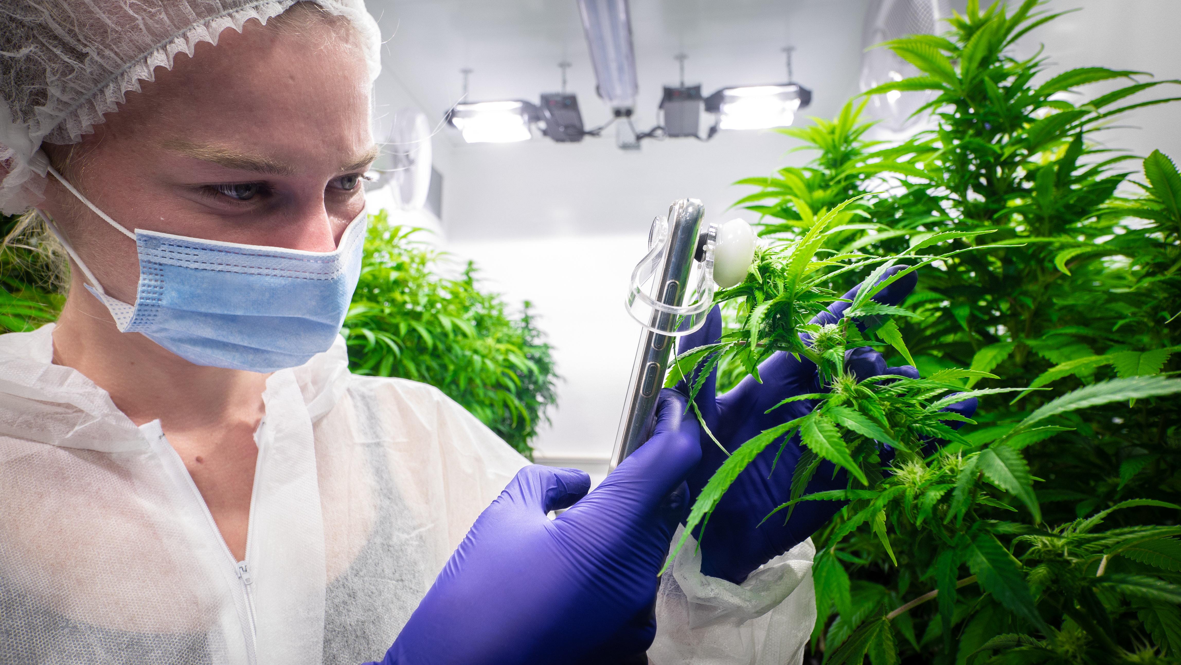 High potency THC cannabis getting ready for harvest at Puro’s Waihopai Research Facility