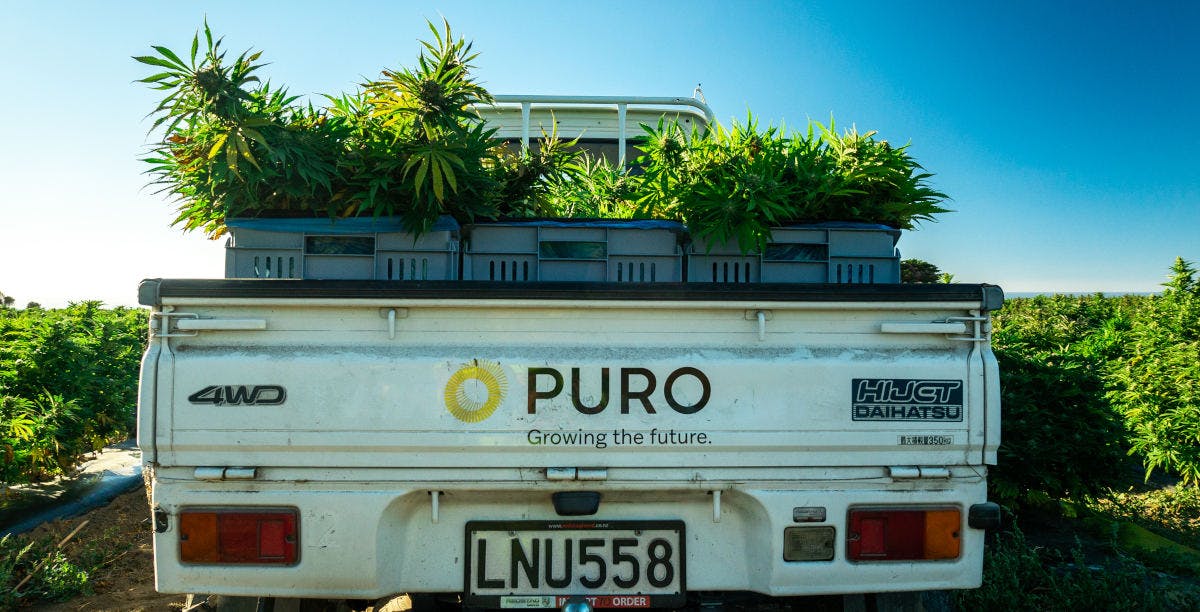 Truck Loaded with Medical Cannabis / Marijuana from Puro's Kēkerengū facility