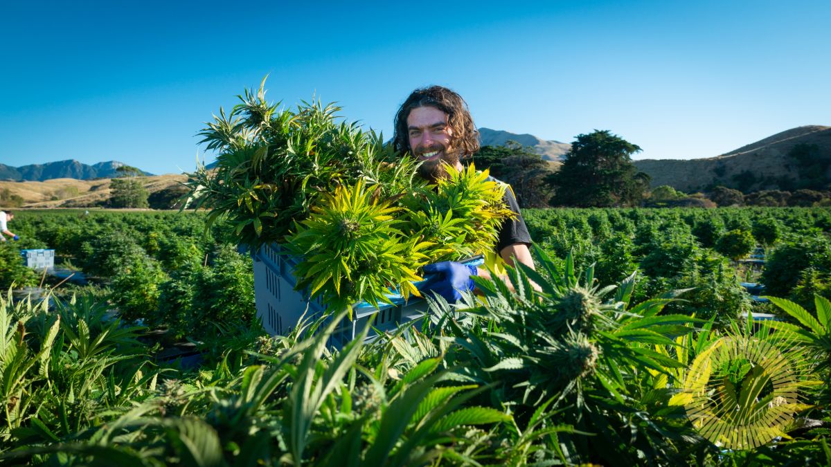 Person harvesting high grade medicinal cannabis at Puro's outdoor facility, New Zealand.