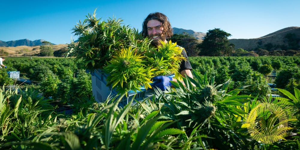 Person harvesting high grade medicinal cannabis at Puro's outdoor facility, New Zealand.