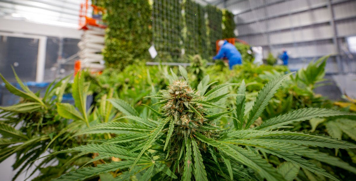 Medical Cannabis Head drying at Puro's Kēkerengū facility