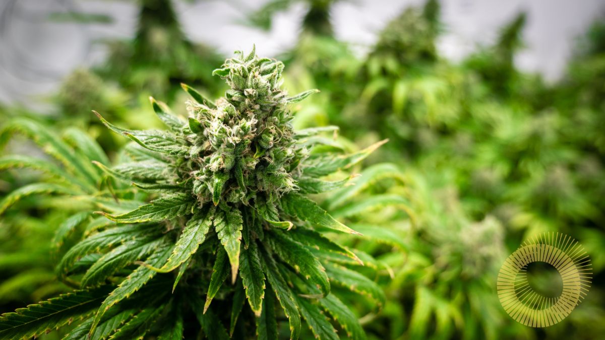 Premium quality medicinal cannabis head grown by Puro New Zealand.