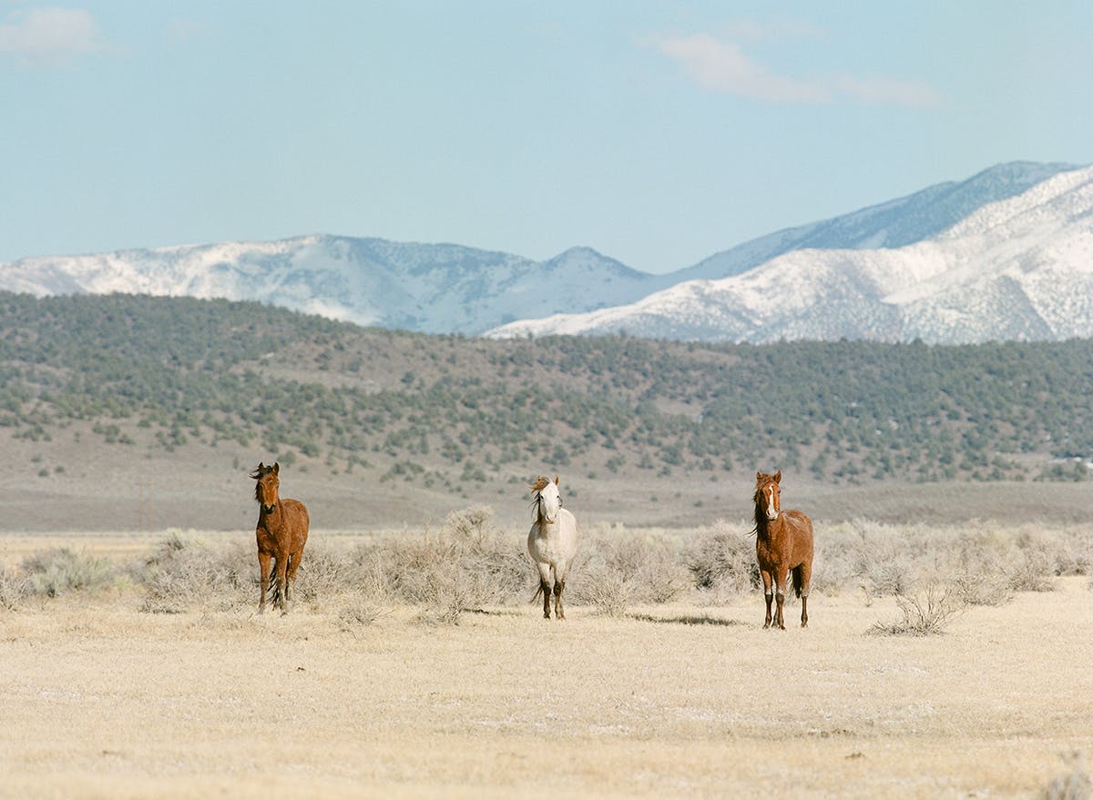 Wild mustangs in Northern Nevada fine art print photograph by KT Merry