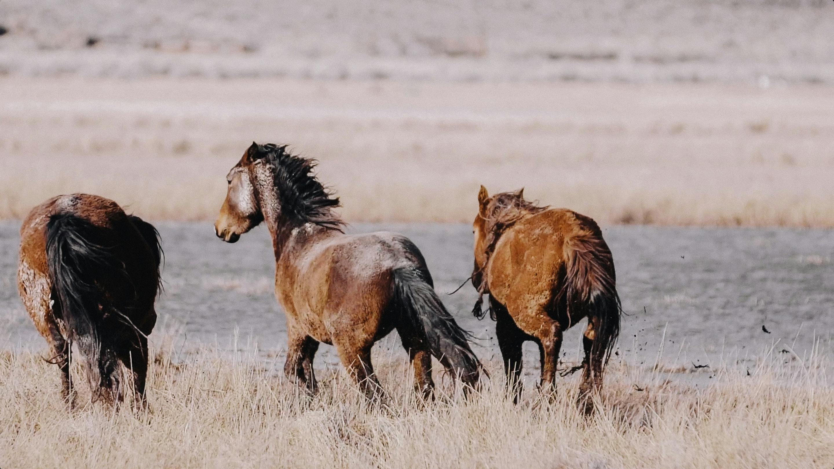 Wild horses in Northern Nevada, on location with photographer KT Merry