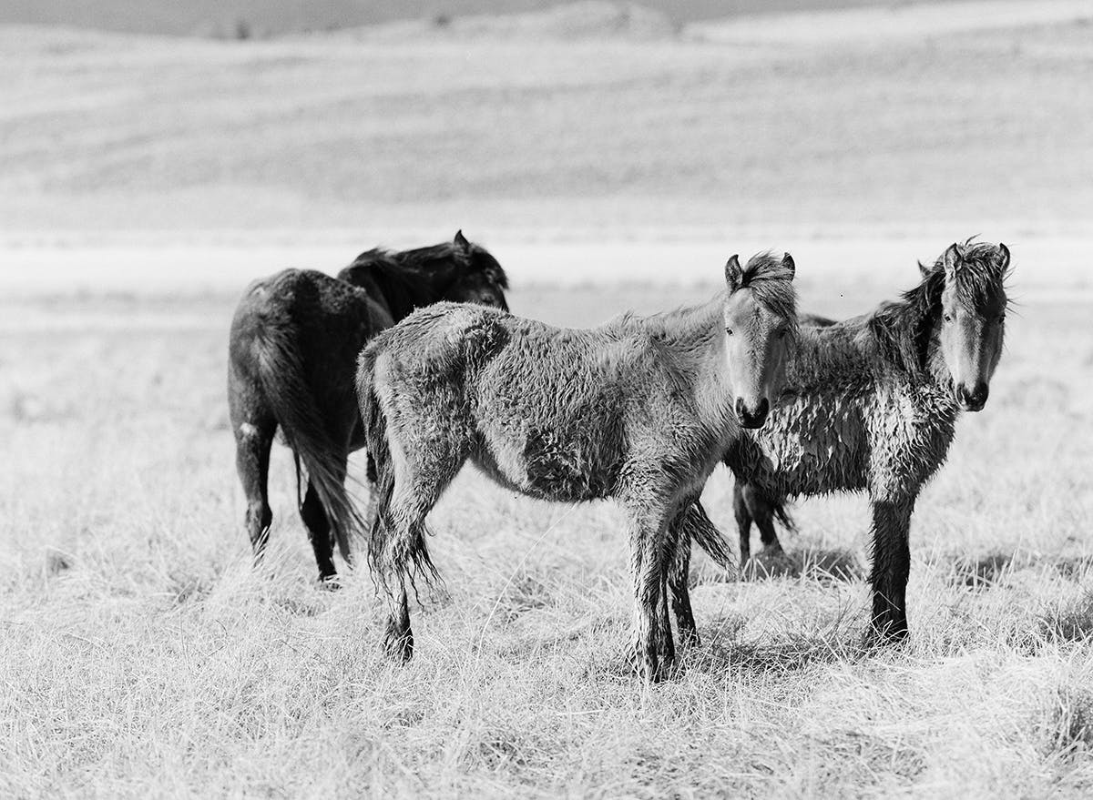 Wild Mustangs in Northern Nevada fine art print photograph by KT Merry