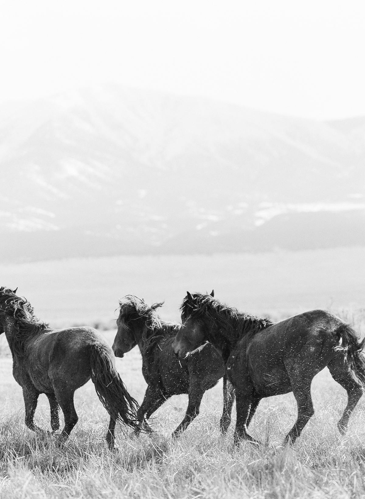 Wild mustangs in Northern Nevada fine art print photograph by KT Merry