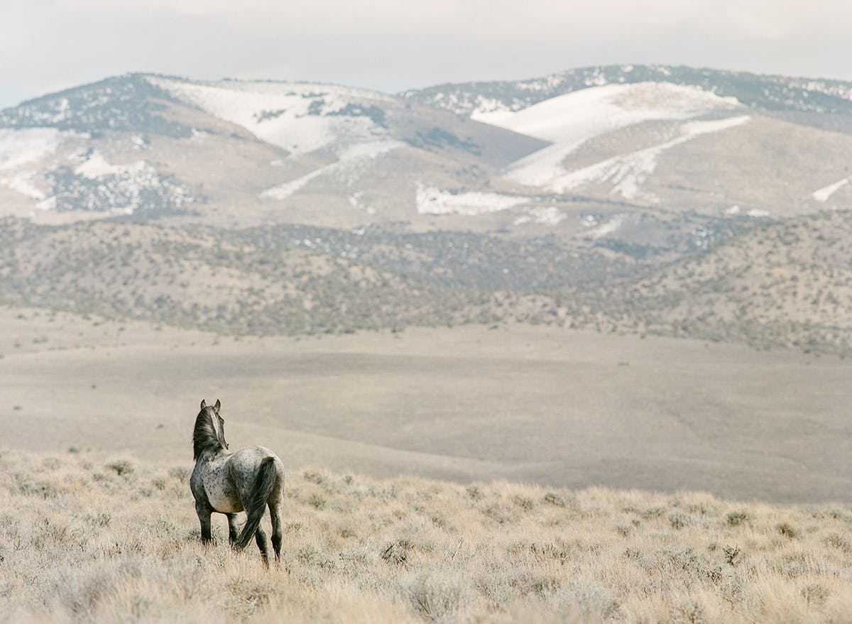 Wild mustang in Northern Nevada fine art print photograph by KT Merry