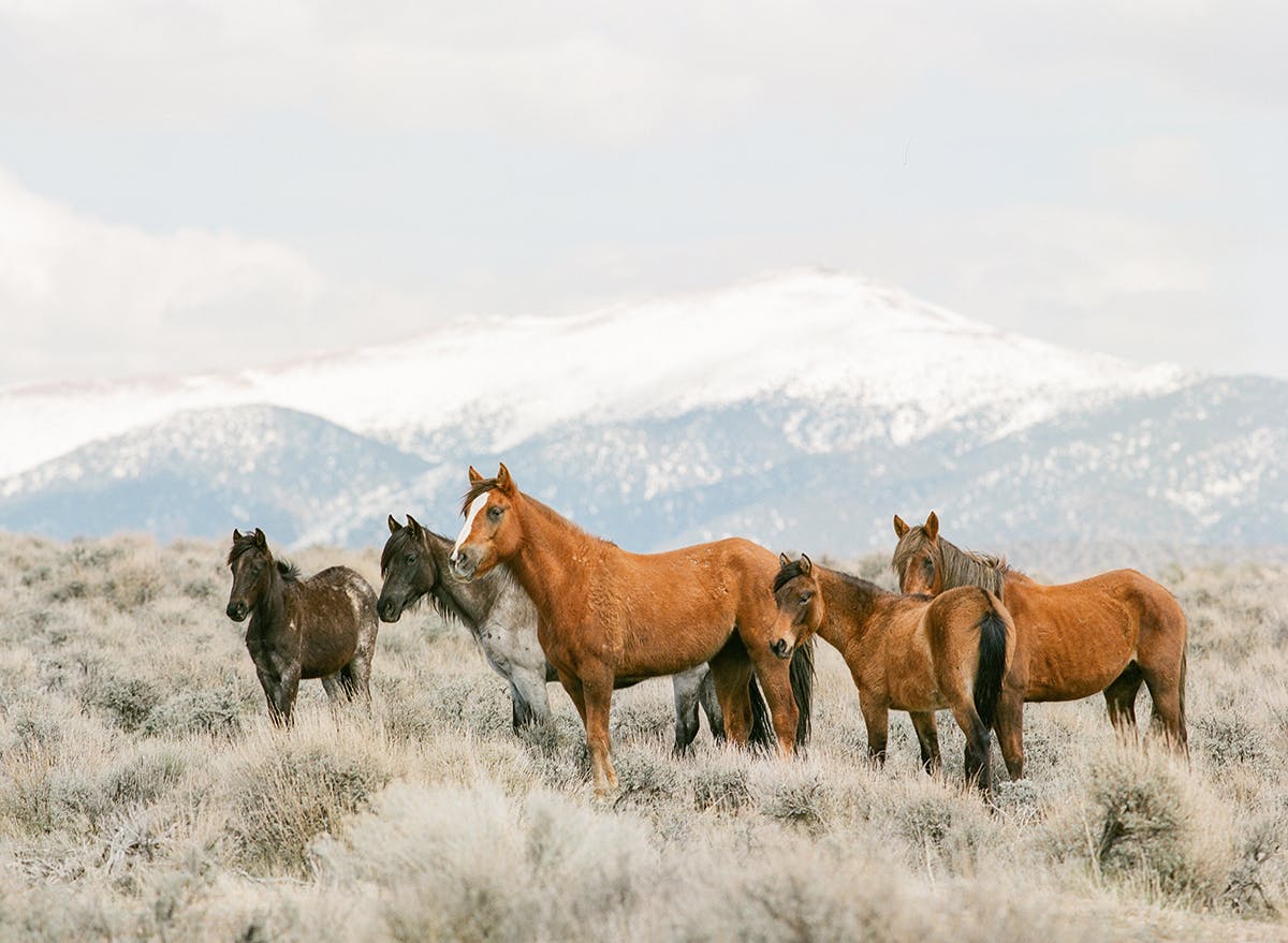 Wild mustangs in Northern Nevada fine art print photograph by KT Merry