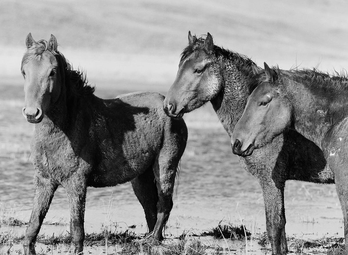 Wild mustangs in Northern Nevada fine art print photograph by KT Merry