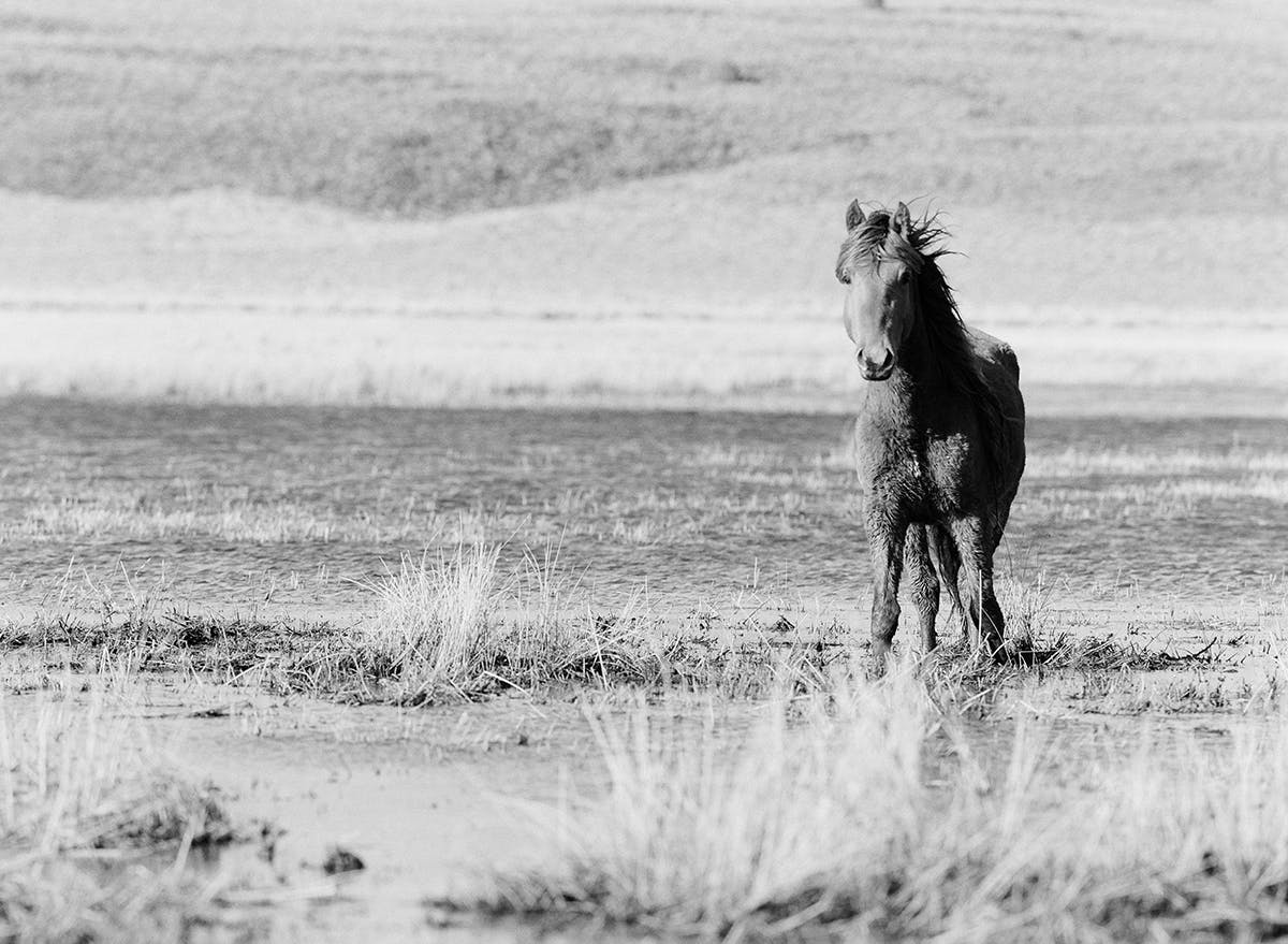 Wild mustang in Northern Nevada fine art print photograph by KT Merry