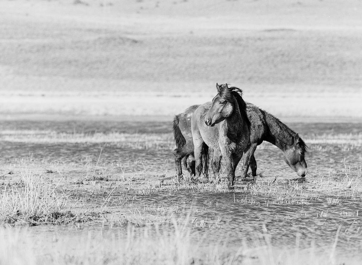 Wild mustangs in Northern Nevada fine art print photograph by KT Merry