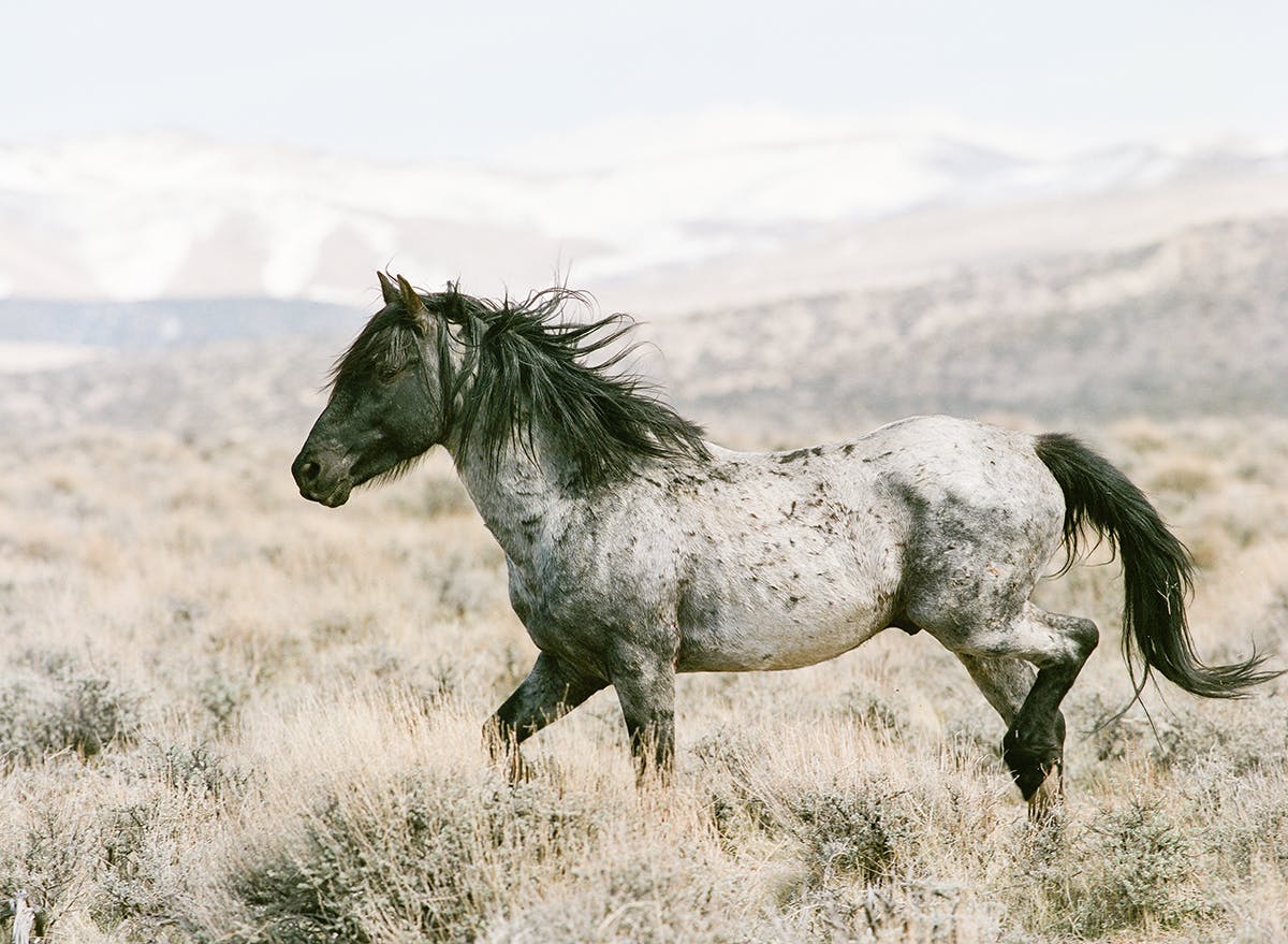 Wild mustang in Northern Nevada fine art print photograph by KT Merry