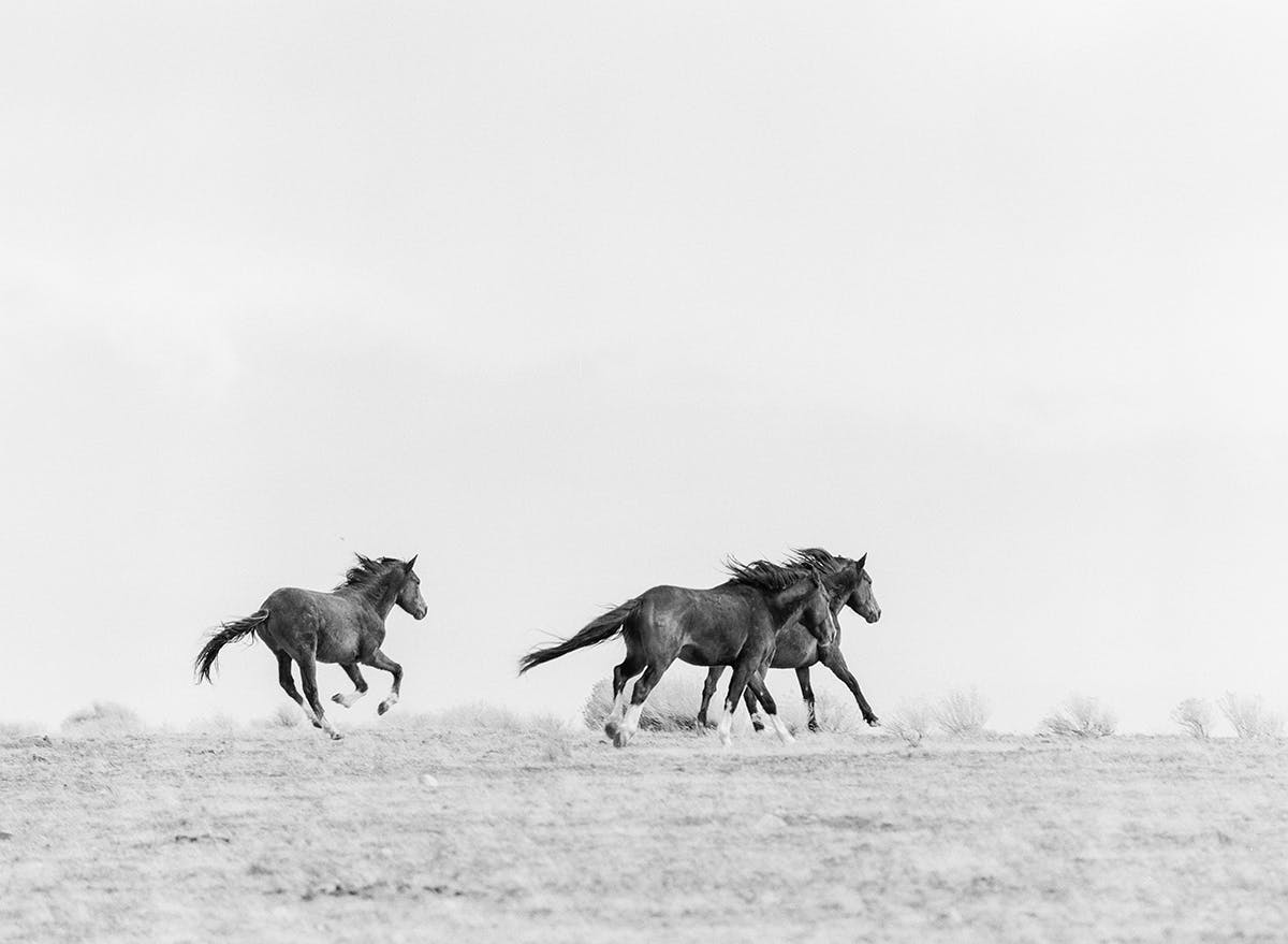 Wild mustangs in Northern Nevada fine art print photograph by KT Merry