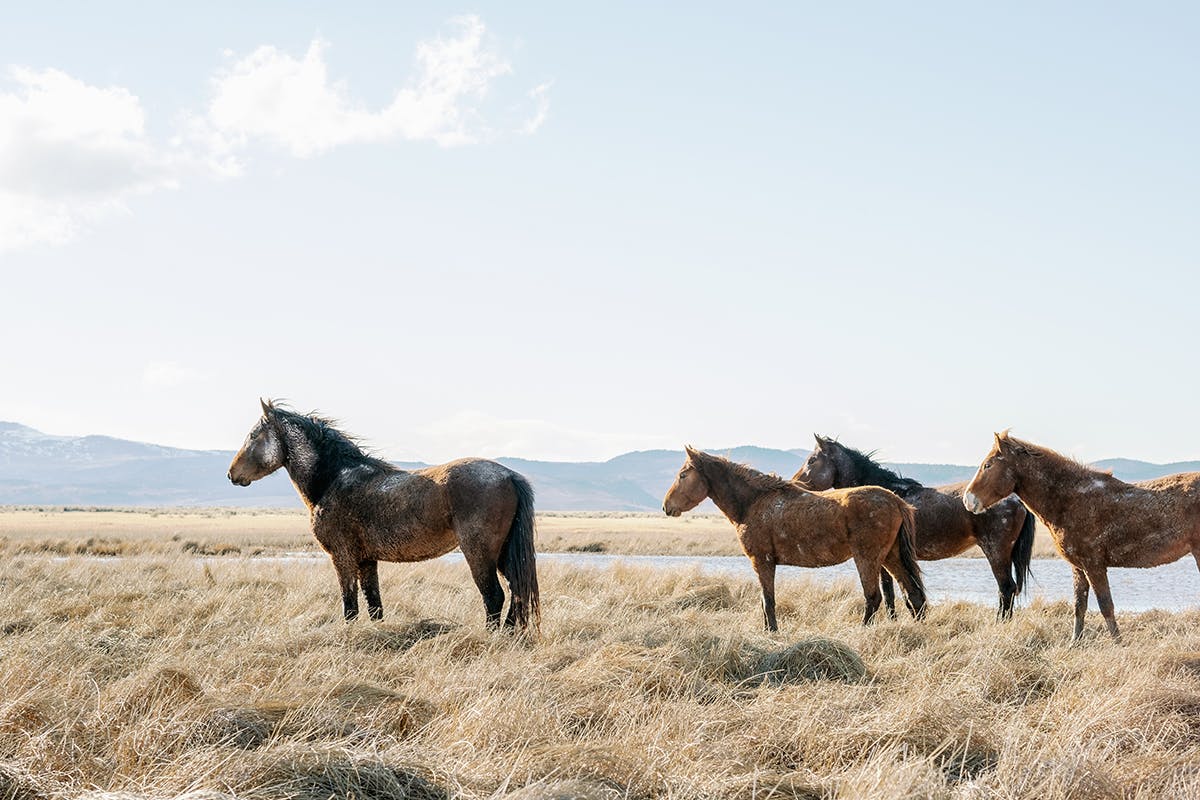 Wild mustangs in Northern Nevada fine art print photograph by KT Merry