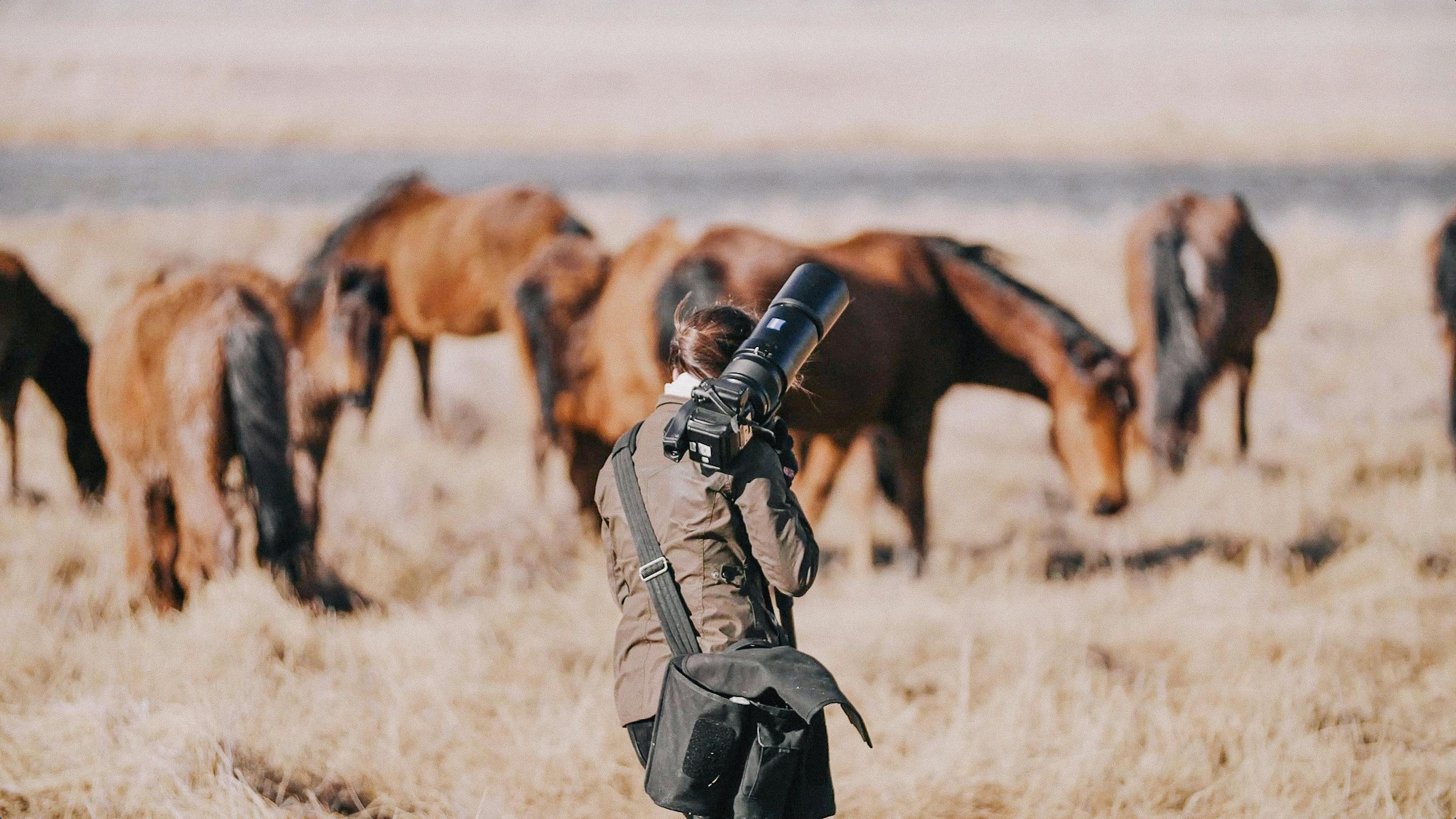 Wild horses in Northern Nevada on location with photographer KT Merry