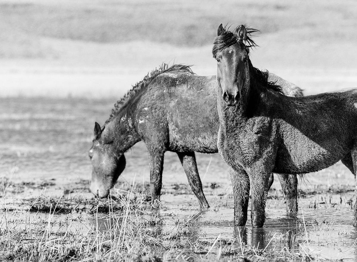 Wild mustangs in Northern Nevada fine art print photograph by KT Merry