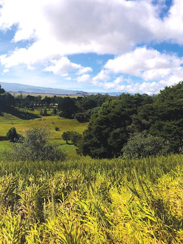 green meadows