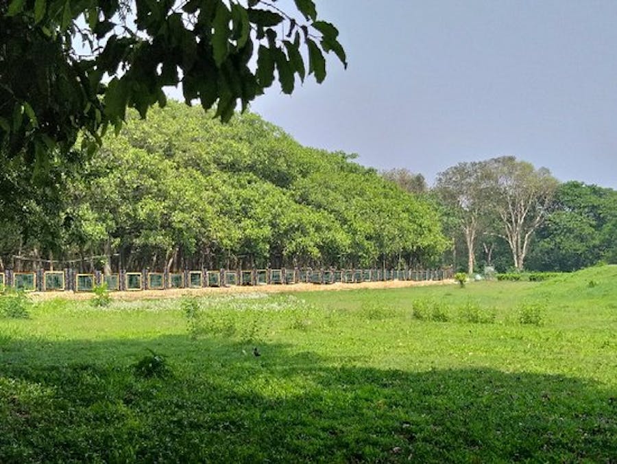 banyan tree in botanical garden