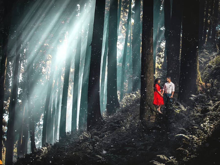 Forest pre wedding shoot