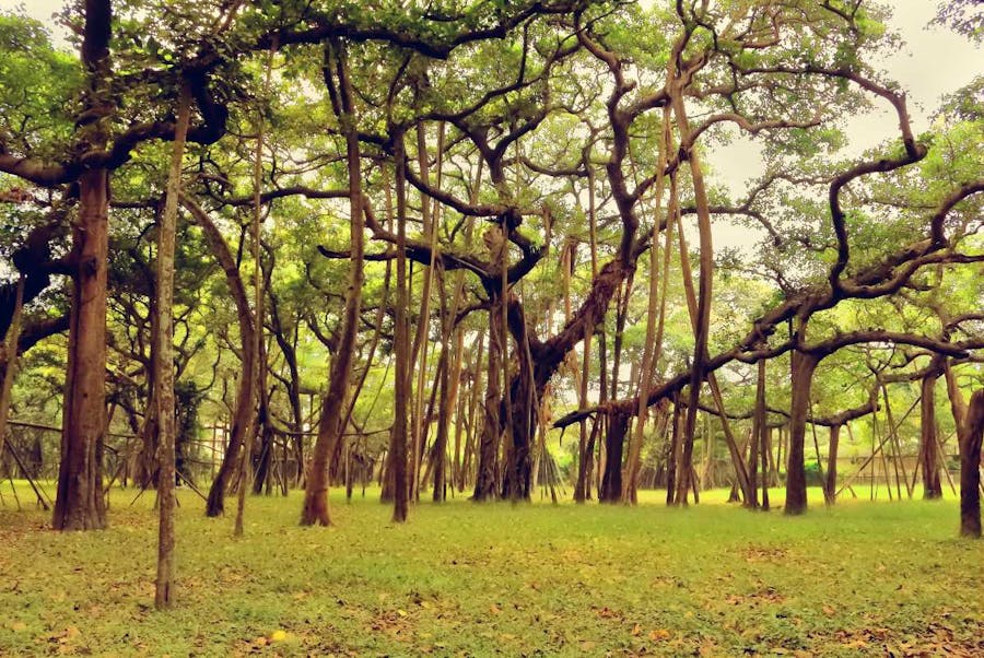 the largest banyan tree in the world