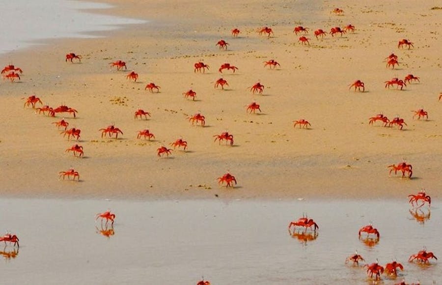 red crabs on mandarmani beach