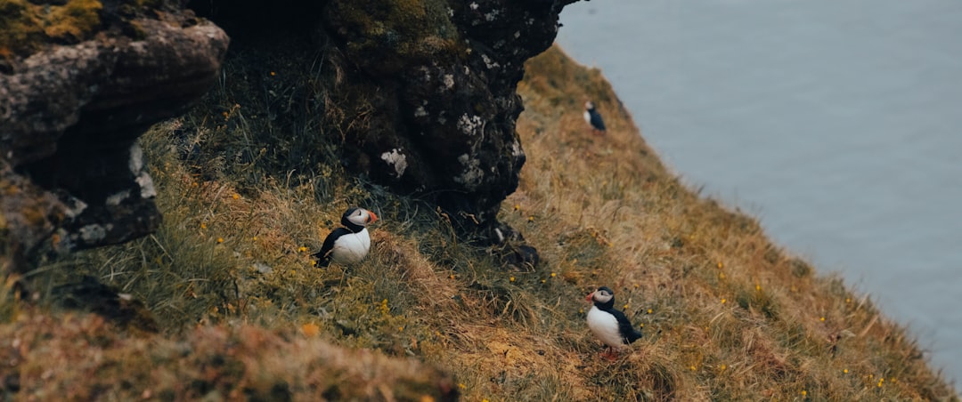 Puffins in Iceland: Where and When to See Them