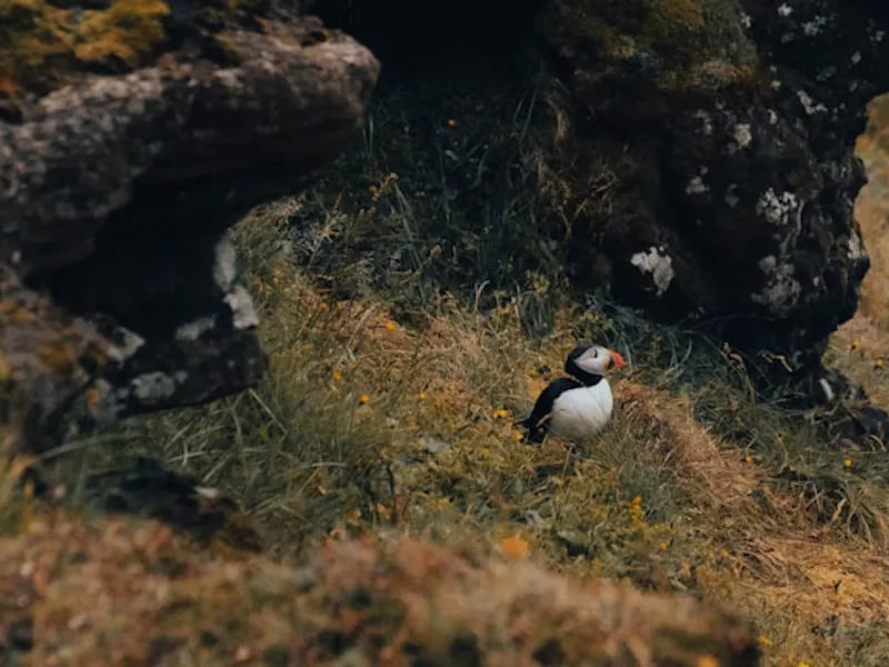 a group of birds standing on top of a grass covered hillside