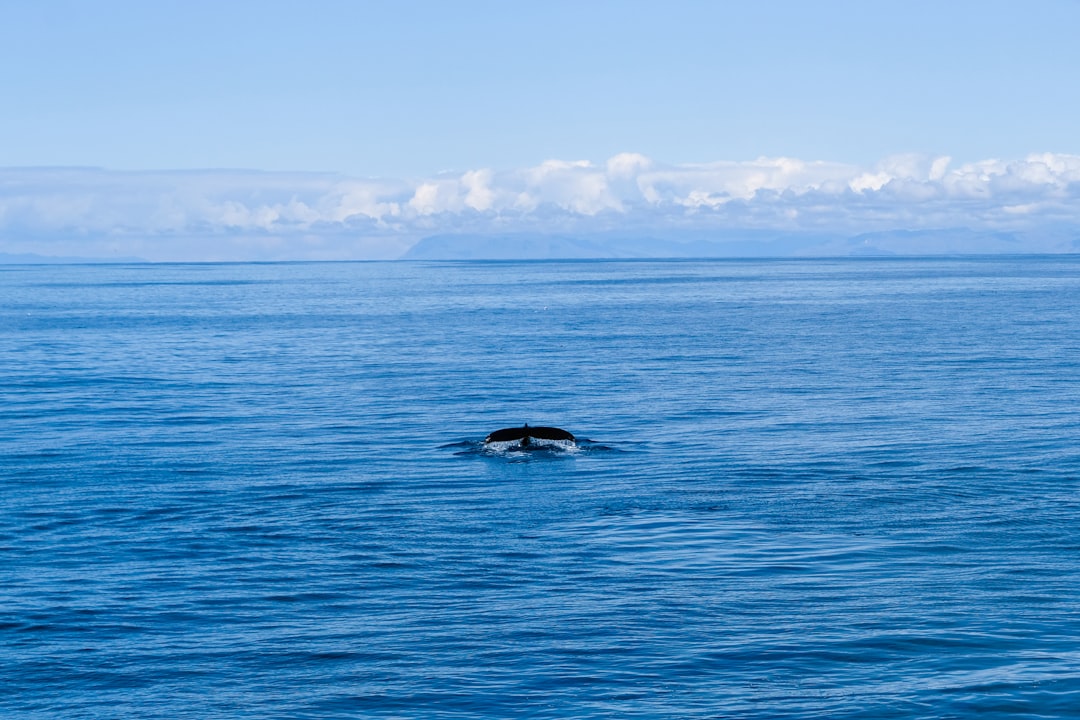 Whale Watching in Iceland: The Complete Guide