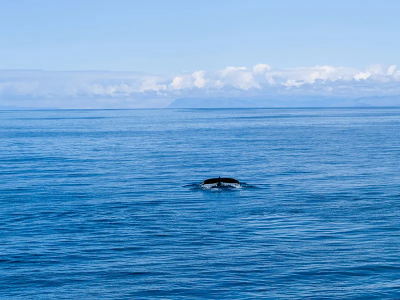 A whale's tail breaks the ocean's surface.