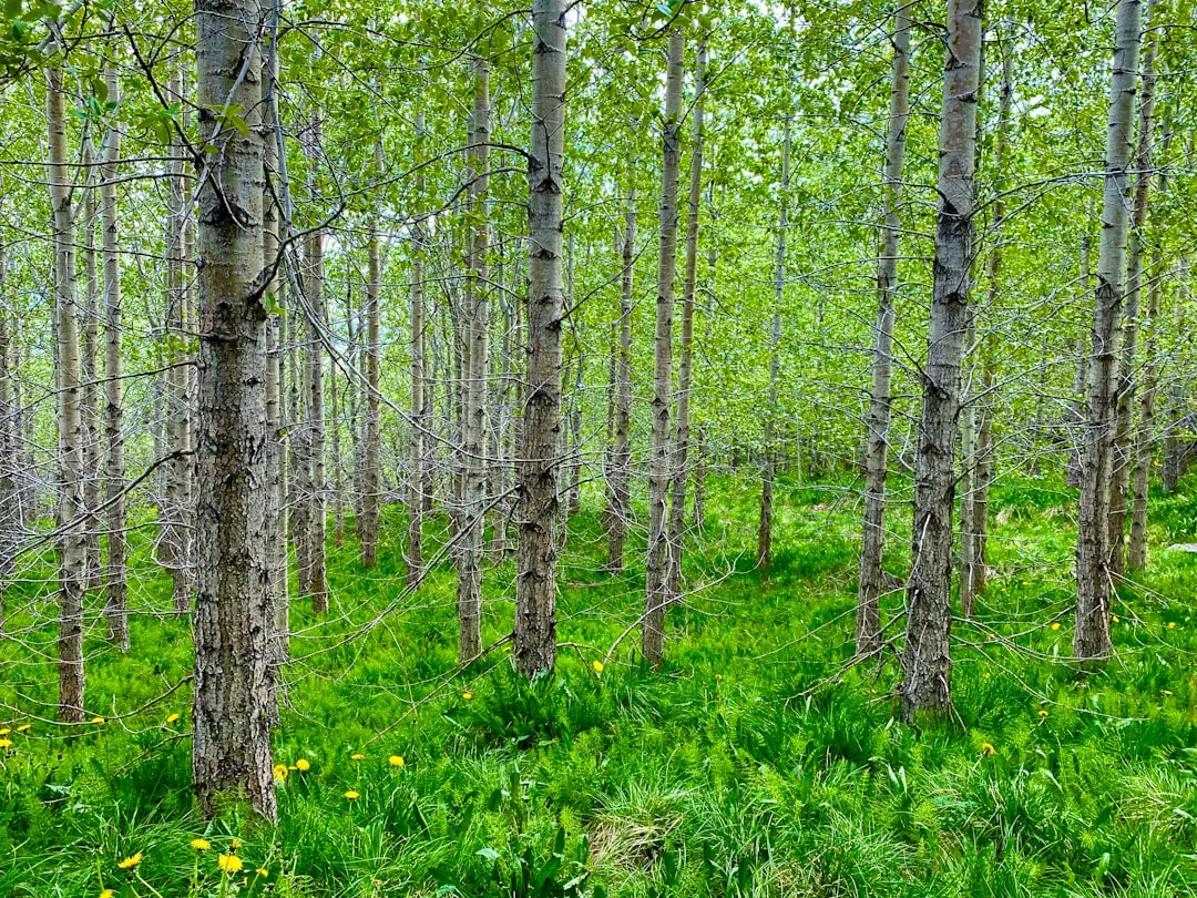 a forest with tall trees