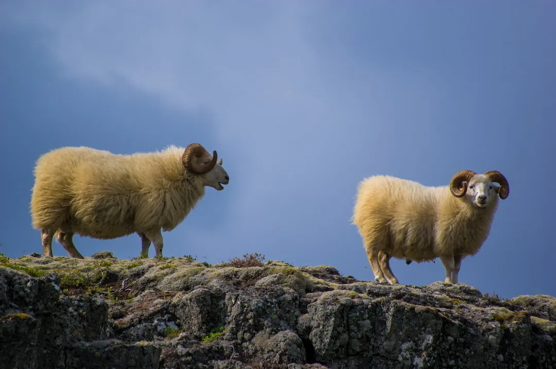 two mountain goats