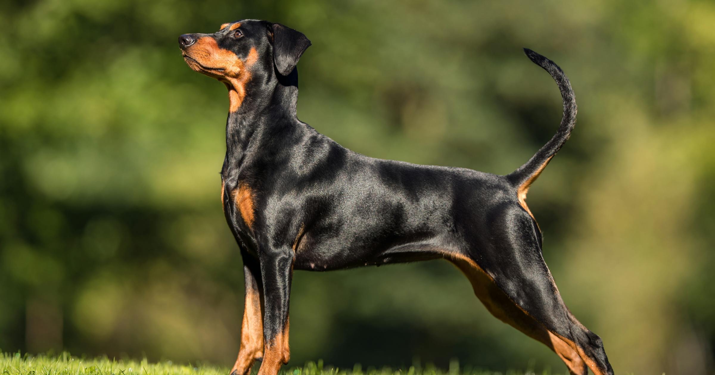 Dog Charges: What You Need to Know