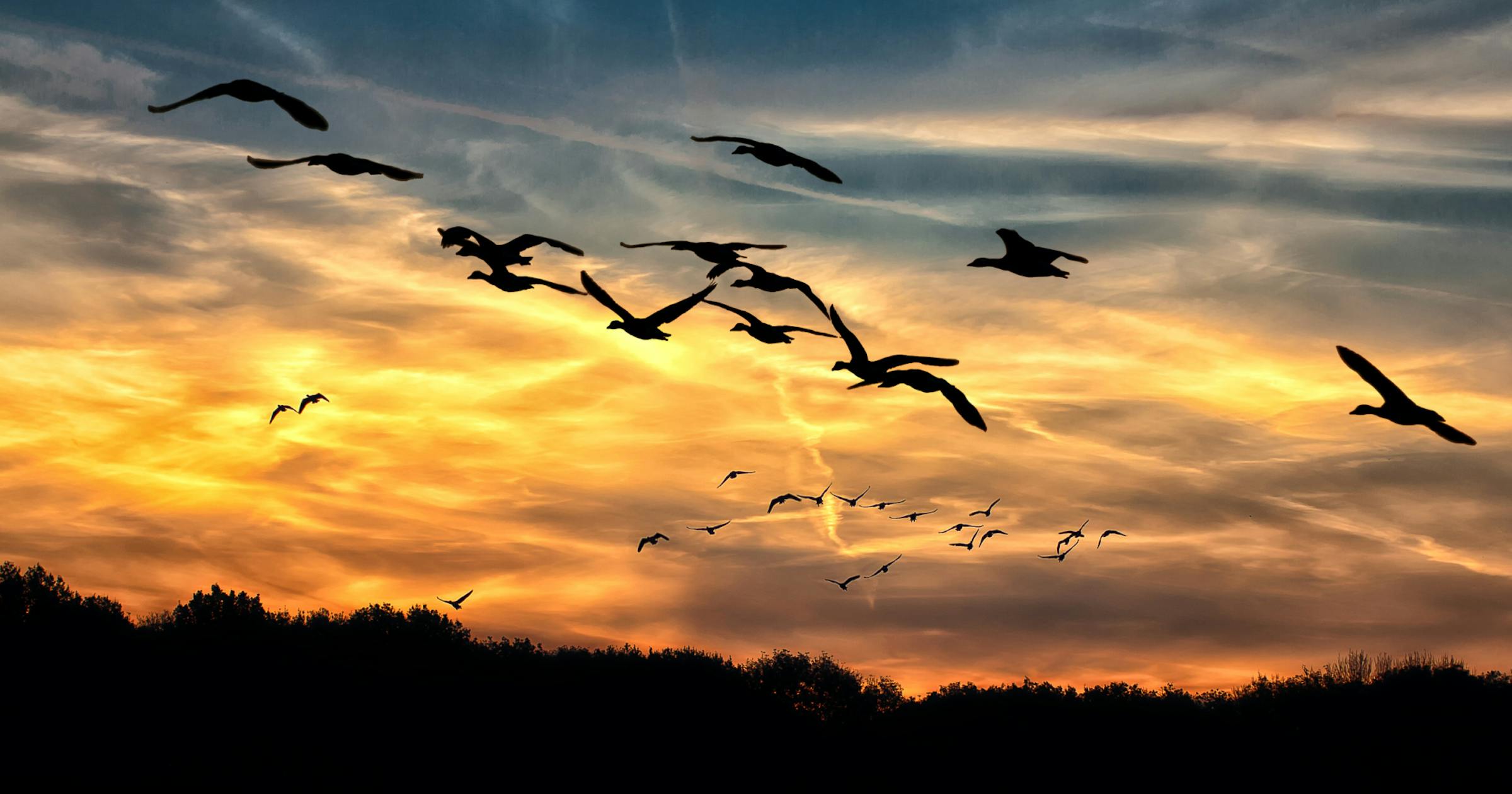 Geese flying in a golden sky 