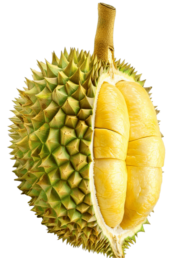 Musang King