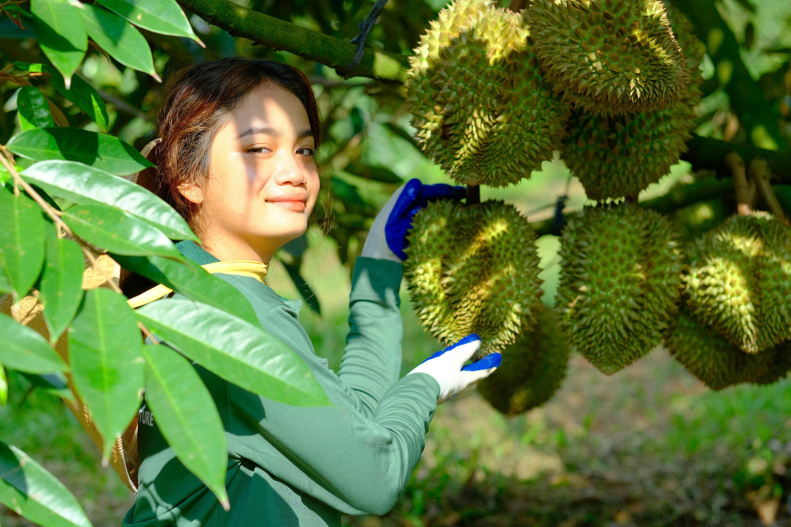 Đóng thùng chuyên biệt bảo vệ từng trái ngon